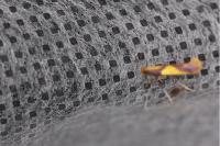 Caloptilia alchimiella