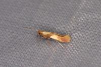 Caloptilia robustella