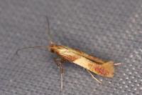 Caloptilia robustella