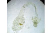 Agonopterix scopariella
