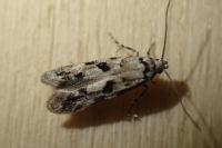 Stenolechiodes pseudogemmellus