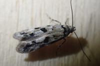Stenolechiodes pseudogemmellus