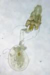 Acleris hyemana