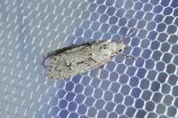 Diurnea fagella