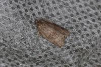 Syndemis musculana