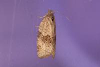 Syndemis musculana