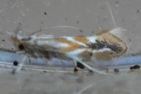 Phyllonorycter