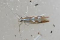 Phyllonorycter