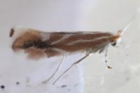 Phyllonorycter