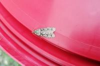Diurnea fagella