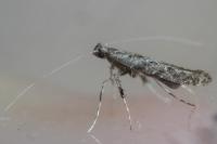Caloptilia cuculipennella
