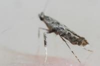 Caloptilia cuculipennella
