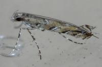 Acrocercops cocciferellum