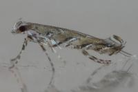 Acrocercops cocciferellum