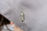 Diurnea fagella