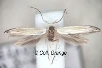 Coleophora curictae