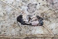 Cochylichroa atricapitana