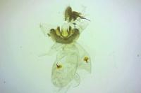 Pammene argyrana