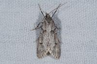 Diurnea fagella