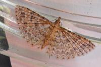 Alucita cymatodactyla