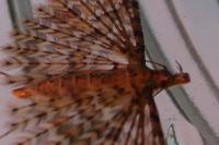Alucita cymatodactyla