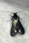 Adela reaumurella