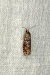 Gravitarmata margarotana