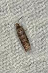 Gravitarmata margarotana