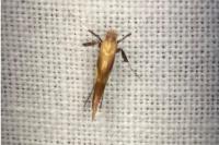 Caloptilia robustella