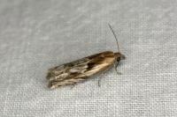 Eucosma