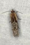 Eucosma