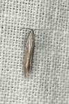 Coleophora