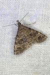 Alucita hexadactyla