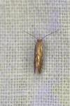 Phyllonorycter quercifoliella