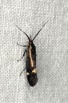 Esperia sulphurella