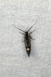 Esperia sulphurella