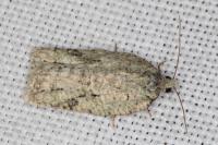 Acleris literana