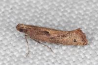 Acrolepiopsis vesperella