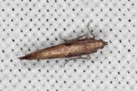 Acrolepiopsis vesperella