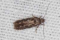Carpatolechia decorella