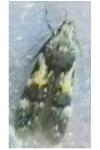 Teleiodes luculella