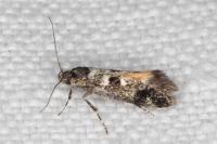 Denisia lutea