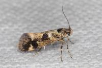 Denisia lutea