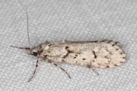 Diurnea fagella