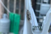 Diurnea fagella