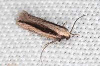 Mirificarma interrupta
