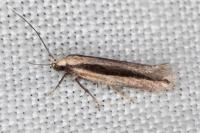 Mirificarma interrupta