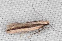 Mirificarma interrupta