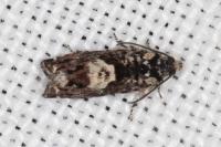 Pammene argyrana
