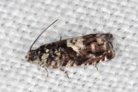 Pammene argyrana